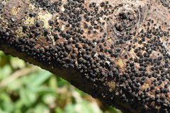 Quaternaria quaternata