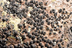 Quaternaria quaternata