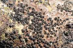 Quaternaria quaternata