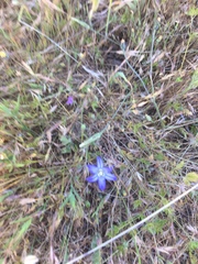 Brodiaea terrestris