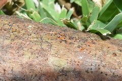 Quaternaria quaternata