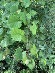 Vitis arizonica