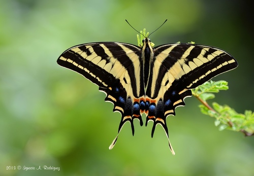 Three-tailed Tiger Swallowtail