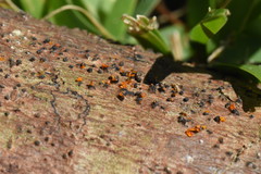 Quaternaria quaternata