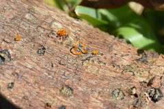 Quaternaria quaternata