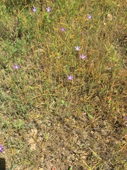 Brodiaea terrestris