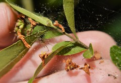 Anelosimus studiosus