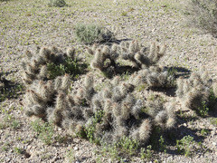 Grusonia kunzei