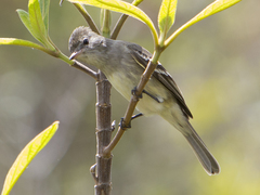 Elaenia chiriquensis