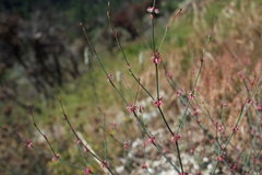 Eriogonum baileyi baileyi