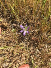 Brodiaea terrestris