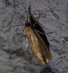 Lathronympha strigana