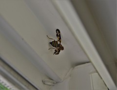 Idana marginata