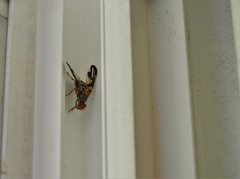 Idana marginata