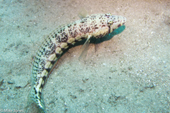 Parapercis stricticeps