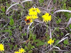 Packera plattensis