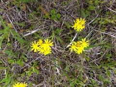Packera plattensis