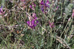 Oxytropis lambertii