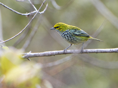 Ixothraupis guttata