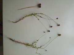 Jasione