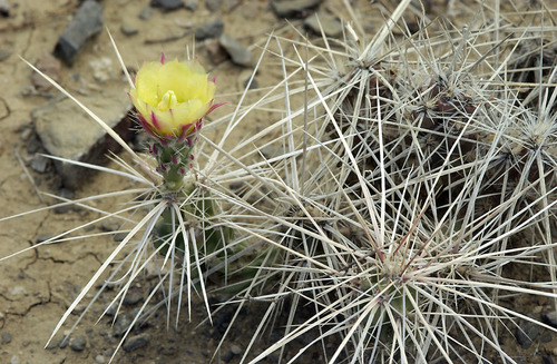 Densely-spined Club-cholla (Grusonia densispina)