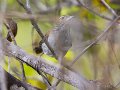 Thryophilus rufalbus