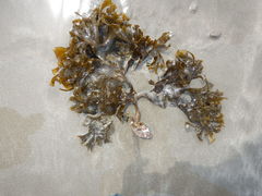Padina durvillei