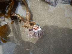 Padina durvillei