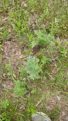 Artemisia absinthium