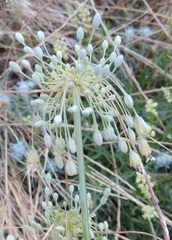 Allium flavum tauricum