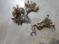 Padina durvillei
