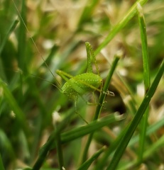 Microcentrum rhombifolium
