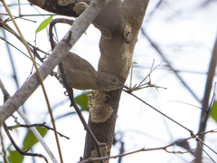 Troglodytes aedon