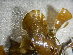 Padina durvillei