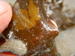 Padina durvillei