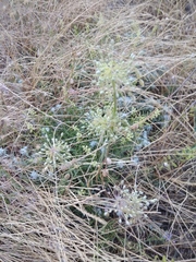Allium flavum tauricum