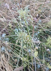 Allium flavum tauricum