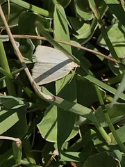 Protodeltote albidula