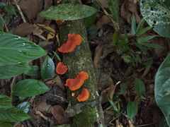 Trametes sanguinea