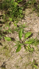 Solidago virgaurea