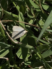 Protodeltote albidula