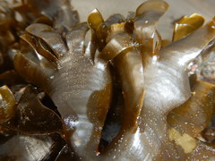Padina durvillei