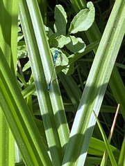Zoniagrion exclamationis