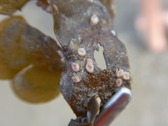 Padina durvillei