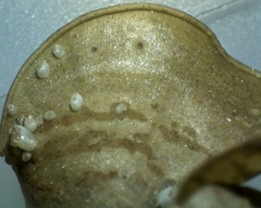 Padina durvillei