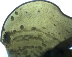 Padina durvillei