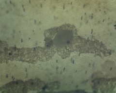 Padina durvillei
