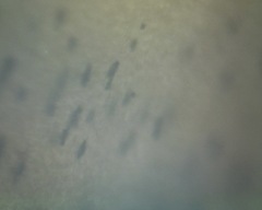 Padina durvillei