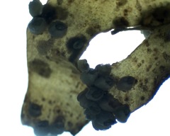 Padina durvillei