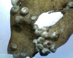 Padina durvillei
